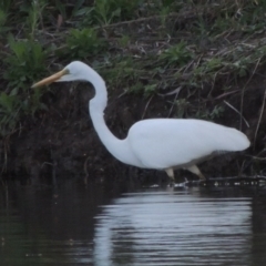 Ardea alba (Great Egret) at Bonython, ACT - 12 Oct 2015 by MichaelBedingfield