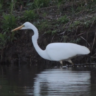 Ardea alba (Great Egret) at Stranger Pond - 12 Oct 2015 by michaelb