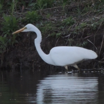 Ardea alba (Great Egret) at Bonython, ACT - 12 Oct 2015 by michaelb