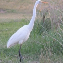 Ardea alba at Bonython, ACT - 12 Oct 2015