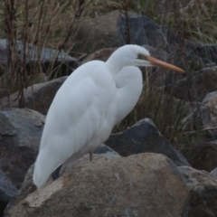 Ardea alba at Bonython, ACT - 26 May 2015