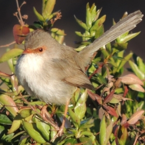 Malurus cyaneus at Conder, ACT - 23 Sep 2014