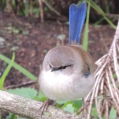 Malurus cyaneus (Superb Fairywren) at Paddys River, ACT - 10 Oct 2015 by MichaelBedingfield