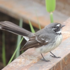 Rhipidura albiscapa (Grey Fantail) at Jerrabomberra Wetlands - 10 Oct 2014 by MichaelBedingfield