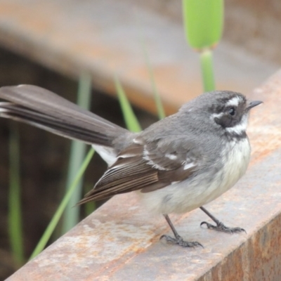 Rhipidura albiscapa (Grey Fantail) at Fyshwick, ACT - 10 Oct 2014 by michaelb