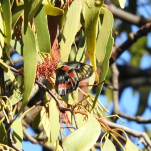 Delias harpalyce at Fadden, ACT - 7 Feb 2016 08:13 AM