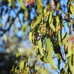 Delias harpalyce at Fadden, ACT - 7 Feb 2016 08:13 AM