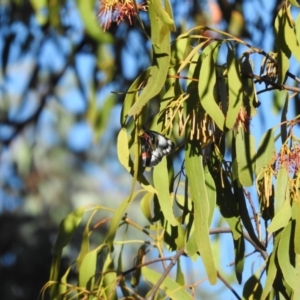 Delias harpalyce at Fadden, ACT - 7 Feb 2016 08:13 AM