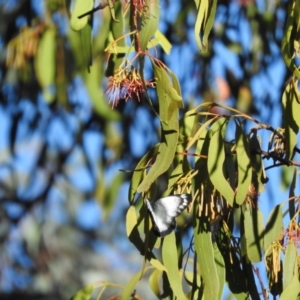 Delias harpalyce at Fadden, ACT - 7 Feb 2016 08:13 AM