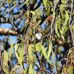 Delias harpalyce at Fadden, ACT - 7 Feb 2016 08:13 AM