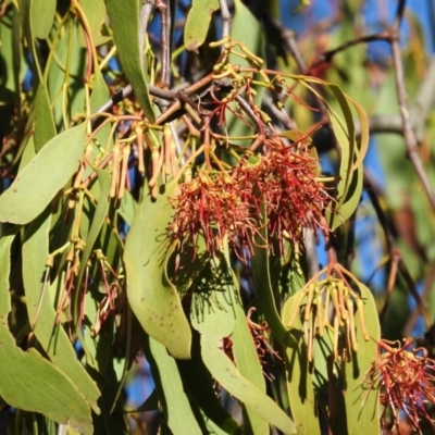 Amyema miquelii (Box Mistletoe) at Fadden, ACT - 6 Feb 2016 by RyuCallaway