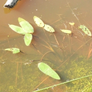 Ottelia ovalifolia subsp. ovalifolia at Wanniassa Hill - 7 Feb 2016