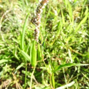 Persicaria lapathifolia at Wanniassa Hill - 7 Feb 2016