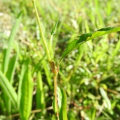 Persicaria lapathifolia at Wanniassa Hill - 7 Feb 2016