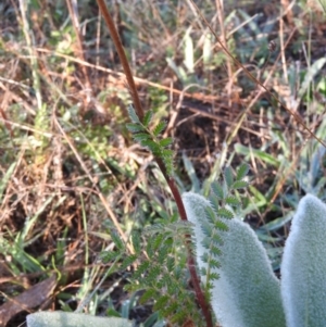 Acaena x ovina at Wanniassa Hill - 7 Feb 2016