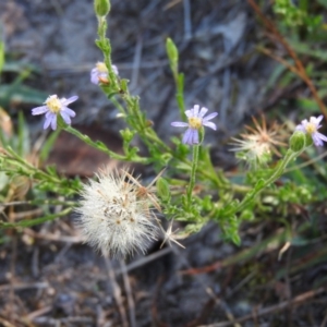 Vittadinia cuneata var. cuneata at Wanniassa Hill - 7 Feb 2016 09:14 AM