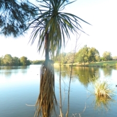 Cordyline sp. (Cordyline) at Lake Tuggeranong - 6 Feb 2016 by RyuCallaway