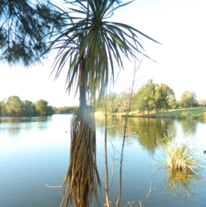 Cordyline sp. at Greenway, ACT - 6 Feb 2016