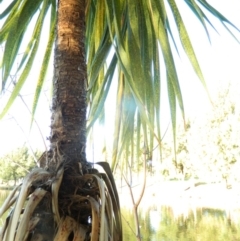 Cordyline sp. at Greenway, ACT - 6 Feb 2016