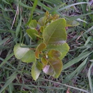 Populus nigra at Monash, ACT - 6 Feb 2016