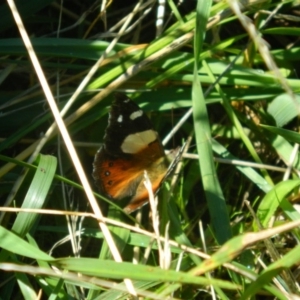 Vanessa itea at Fadden, ACT - 7 Feb 2016