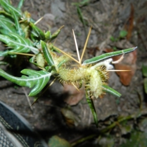 Xanthium spinosum at Monash, ACT - 6 Feb 2016 08:15 PM