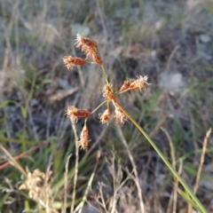 Fimbristylis dichotoma (A Sedge) at Namadgi National Park - 7 Feb 2016 by michaelb