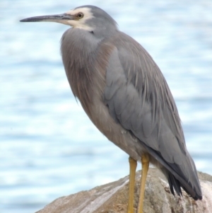 Egretta novaehollandiae at Greenway, ACT - 22 Apr 2015