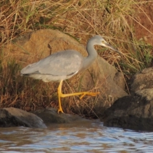 Egretta novaehollandiae at Greenway, ACT - 22 Apr 2015