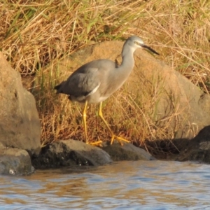 Egretta novaehollandiae at Greenway, ACT - 22 Apr 2015