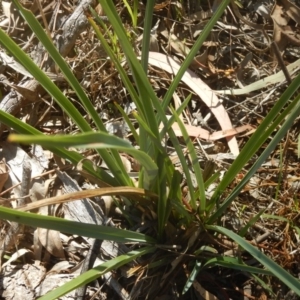 Dianella sp. aff. longifolia (Benambra) at Garran, ACT - 7 Feb 2016 10:32 AM