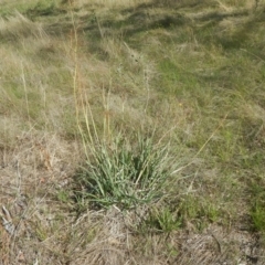 Dianella sp. aff. longifolia (Benambra) (Pale Flax Lily, Blue Flax Lily) at Symonston, ACT - 6 Feb 2016 by MichaelMulvaney