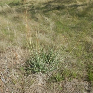 Dianella sp. aff. longifolia (Benambra) at Symonston, ACT - 7 Feb 2016 10:35 AM