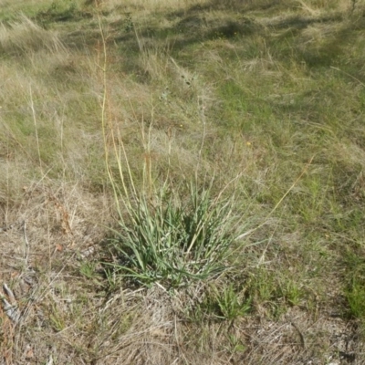 Dianella sp. aff. longifolia (Benambra) (Pale Flax Lily, Blue Flax Lily) at Symonston, ACT - 7 Feb 2016 by MichaelMulvaney