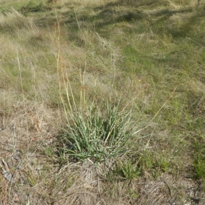 Dianella sp. aff. longifolia (Benambra) (Pale Flax Lily, Blue Flax Lily) at Symonston, ACT - 6 Feb 2016 by MichaelMulvaney