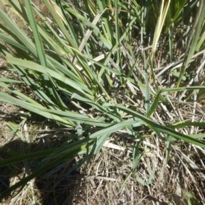 Dianella sp. aff. longifolia (Benambra) at Symonston, ACT - 7 Feb 2016 10:35 AM