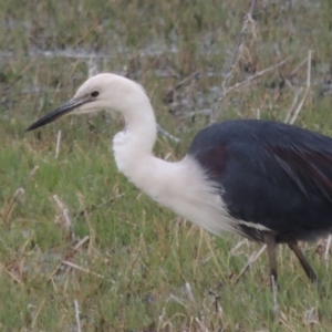 Ardea pacifica at Fyshwick, ACT - 10 Oct 2014