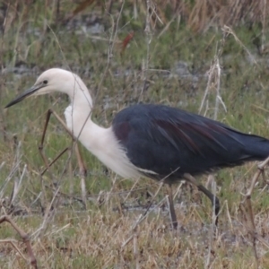 Ardea pacifica at Fyshwick, ACT - 10 Oct 2014