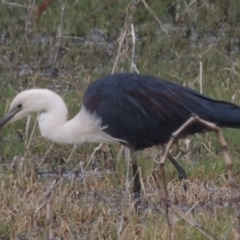 Ardea pacifica at Fyshwick, ACT - 10 Oct 2014