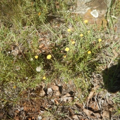 Rutidosis leptorhynchoides (Button Wrinklewort) at Red Hill, ACT - 7 Feb 2016 by MichaelMulvaney