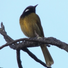 Nesoptilotis leucotis (White-eared Honeyeater) at Tharwa, ACT - 20 Jul 2014 by MichaelBedingfield