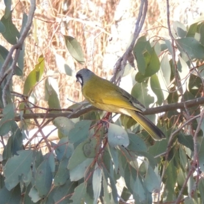 Nesoptilotis leucotis (White-eared Honeyeater) at Conder, ACT - 27 Jun 2015 by michaelb