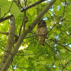 Ninox boobook (Southern Boobook) at Ainslie, ACT - 6 Feb 2016 by MattM