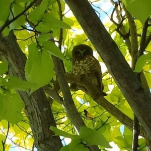 Ninox boobook at Ainslie, ACT - 7 Feb 2016