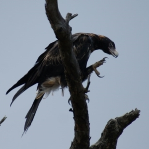 Aquila audax at Symonston, ACT - 26 Jan 2016