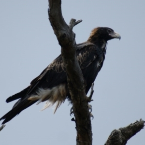 Aquila audax at Symonston, ACT - 26 Jan 2016