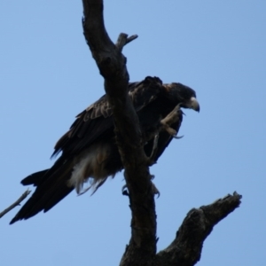 Aquila audax at Symonston, ACT - 26 Jan 2016