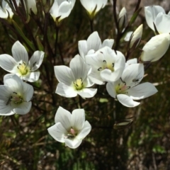 Gentianella muelleriana (Mueller's Snow-gentian) at Kosciuszko National Park - 6 Feb 2016 by AaronClausen