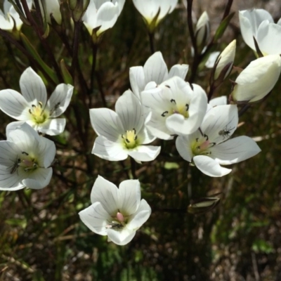 Gentianella muelleriana (Mueller's Snow-gentian) at Kosciuszko National Park, NSW - 6 Feb 2016 by AaronClausen