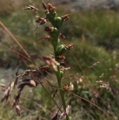 Prasophyllum sp. (A Leek Orchid) at Kosciuszko National Park, NSW - 6 Feb 2016 by AaronClausen